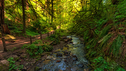 Forest Park, Portland, Oregon