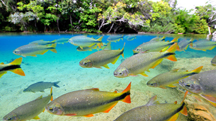 Characins or Piraputangas, Brycon hilarii, Balneario Municipal, Bonito, Mato Grosso do Sul, Brazil