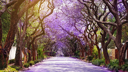 jacarande trees in Johannesburg thumbnail