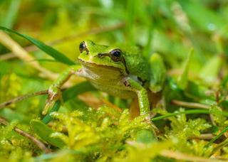 Pacific chorus frog