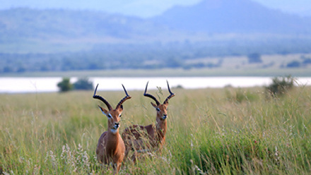 Antylopy in National Park Pilanesberg