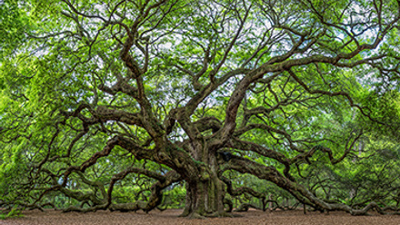 Angel Oak, Charleston, SC