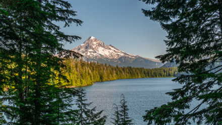 Mount Hood viewed through redwoods