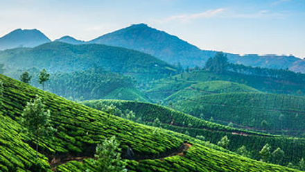 IBERA featured image green fields