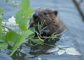 Beaver