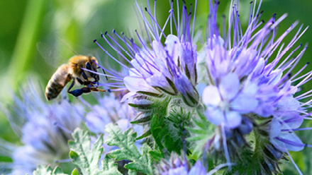 bee in flight collecting pollen from purple flower