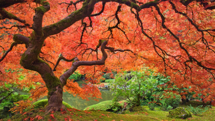 Portland Japanese Garden