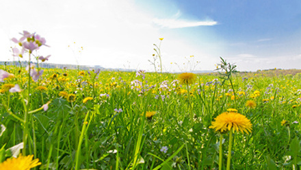 summer field of wild flowers