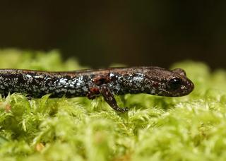 Oregon slender salamander