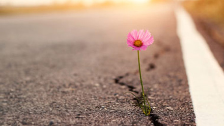 Flower growing from crack in asphalt representing hope - thumbnail